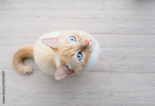 sweet young white cat with blue eyes plays, rests, stretches,