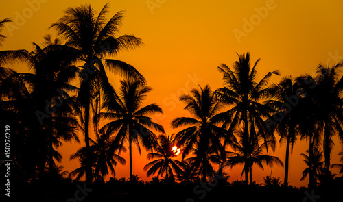 Silhouette coconut palm trees on beach with sunset.