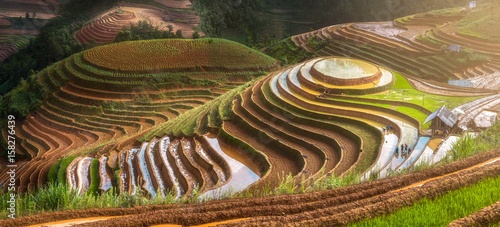 Tableau sur toile Terraced ricefield in water season in laocai, Vietnam