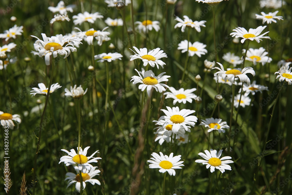 Fototapeta premium Flowers, grass and sky on an Indiana farm in June.