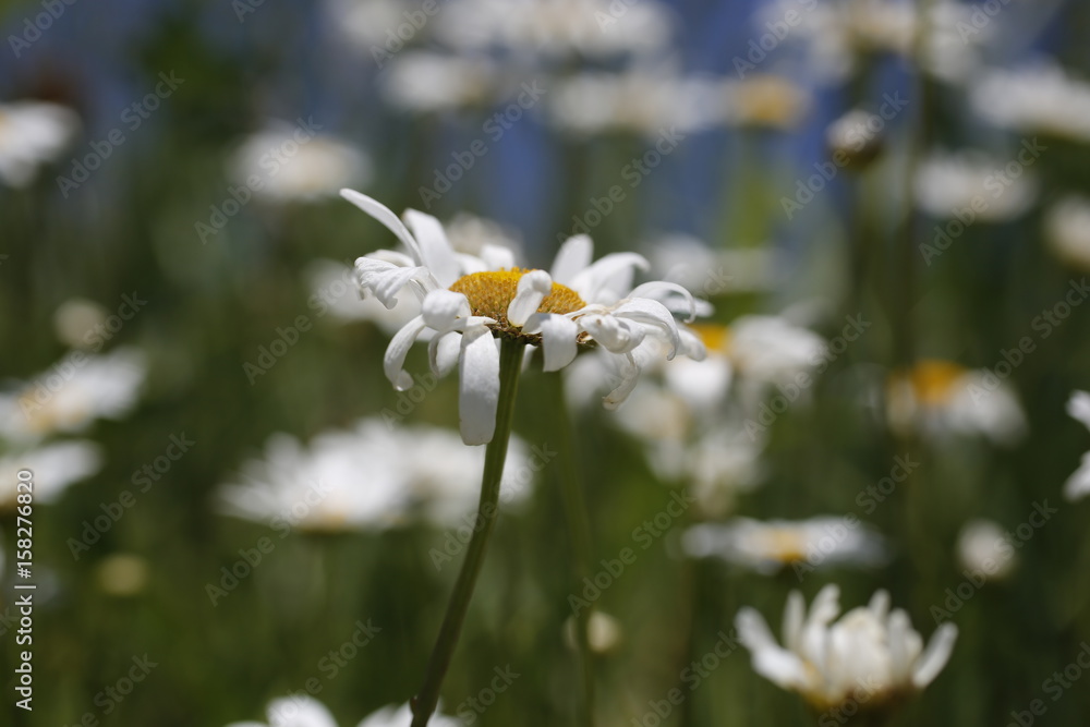 Flowers, grass and sky on an Indiana farm in June. Flowers, grass and sky on an Indiana farm in June.