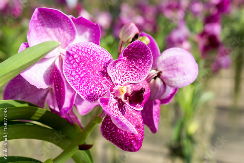 blooming beautiful purple Vanda orchids in garden   Vanda  ORCHIDACEAE  
