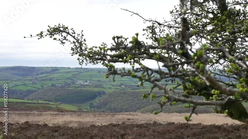 Dunkery Beacon, View Tree, Exmoor photo