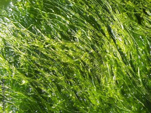Seagrass background.
Green algae in the sea