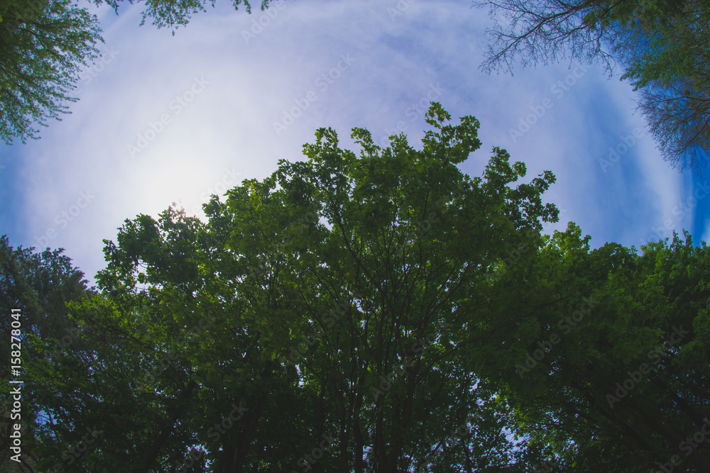 Forest landscape on a sunny day outdoors. Forest landscape on a sunny day outdoors.