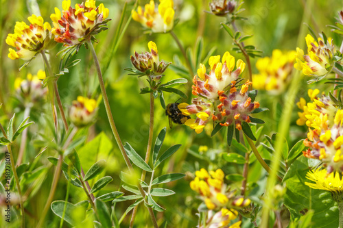 Bumblebee sucking nectar on meadow flowers photo