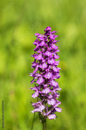 Flowering Western marsh orchid