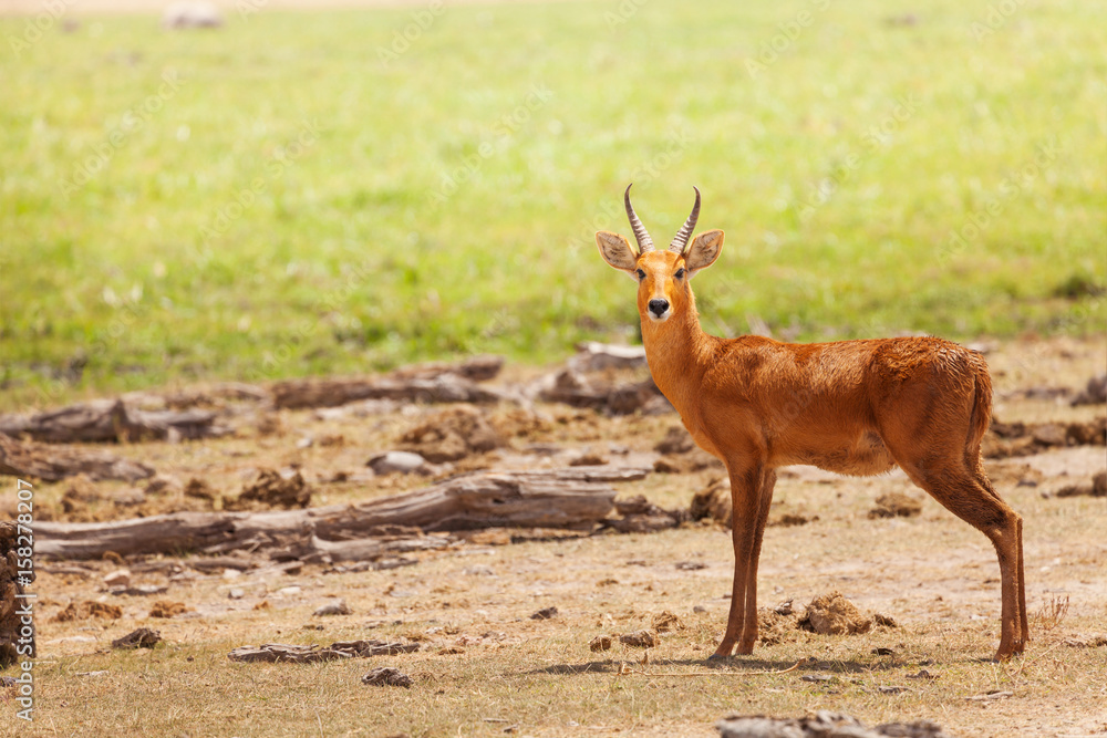 Fototapeta premium Beautiful oribi standing in grassland of savanna