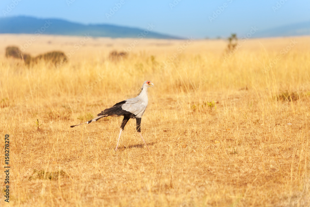 Fototapeta premium Secretary bird hunting its prey in African savanna