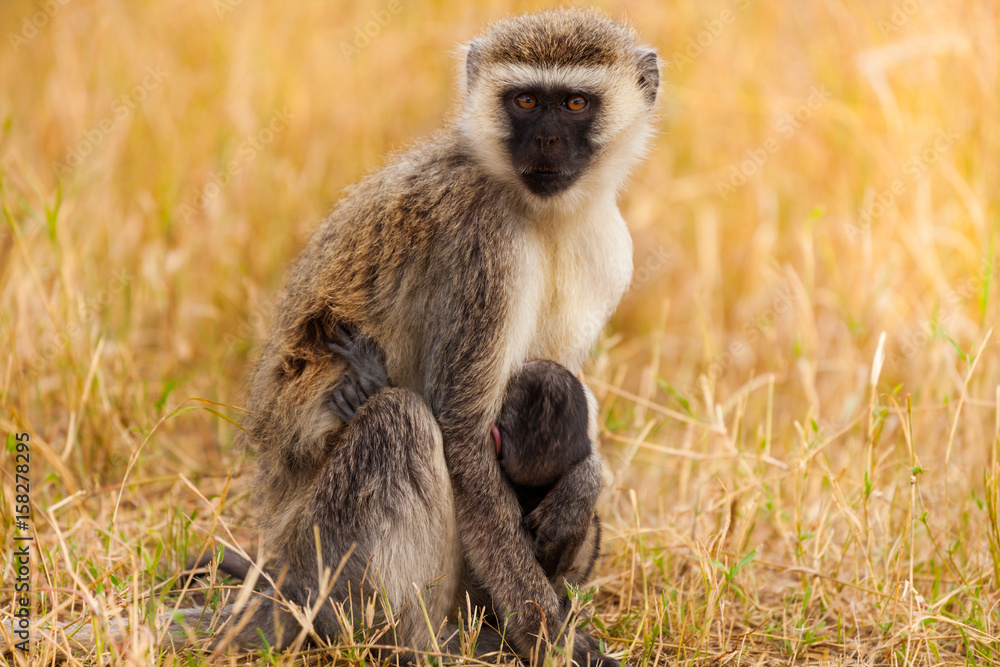 Vervet monkey with baby in arid savannah of Africa