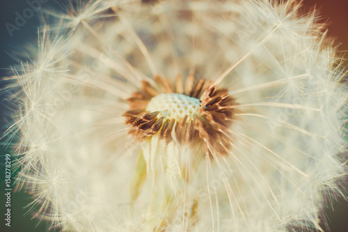 Dandelion