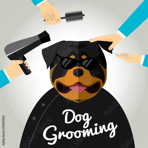 Rottweiler  getting groomed at pet grooming salon.