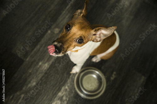 Cute dog