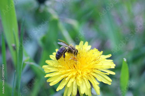 bee collecting nectar from the flowers