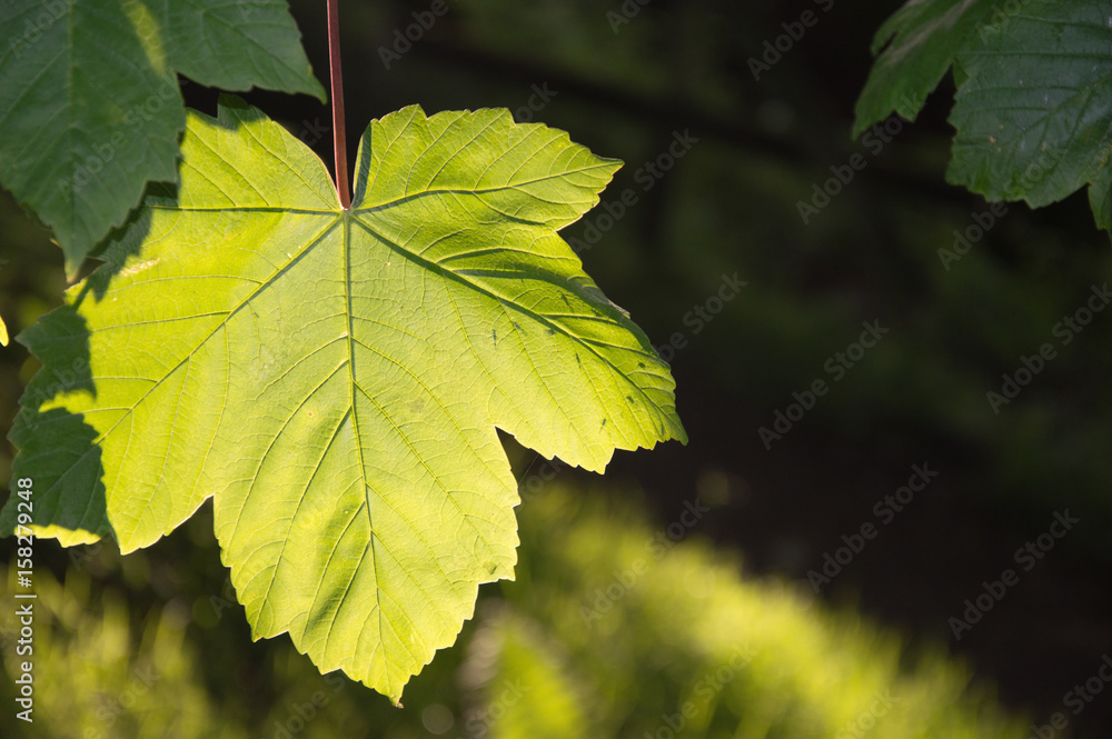 Sunlit single leaf with black blurred background Sunlit single leaf with black blurred background