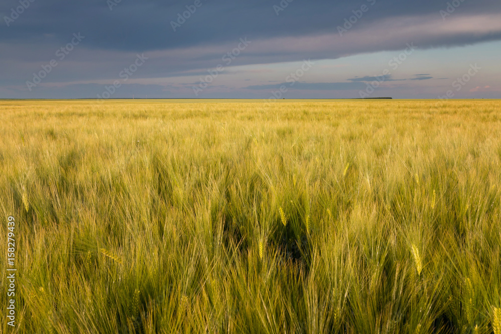 Yellow cereal field