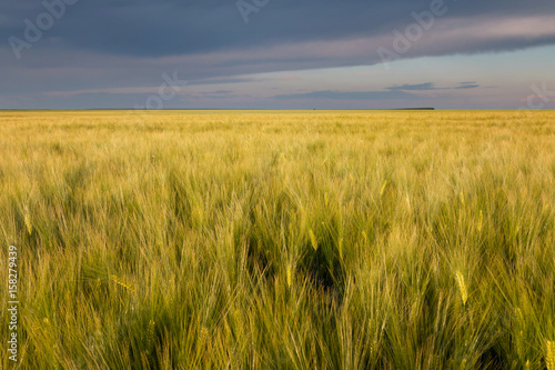 Yellow cereal field