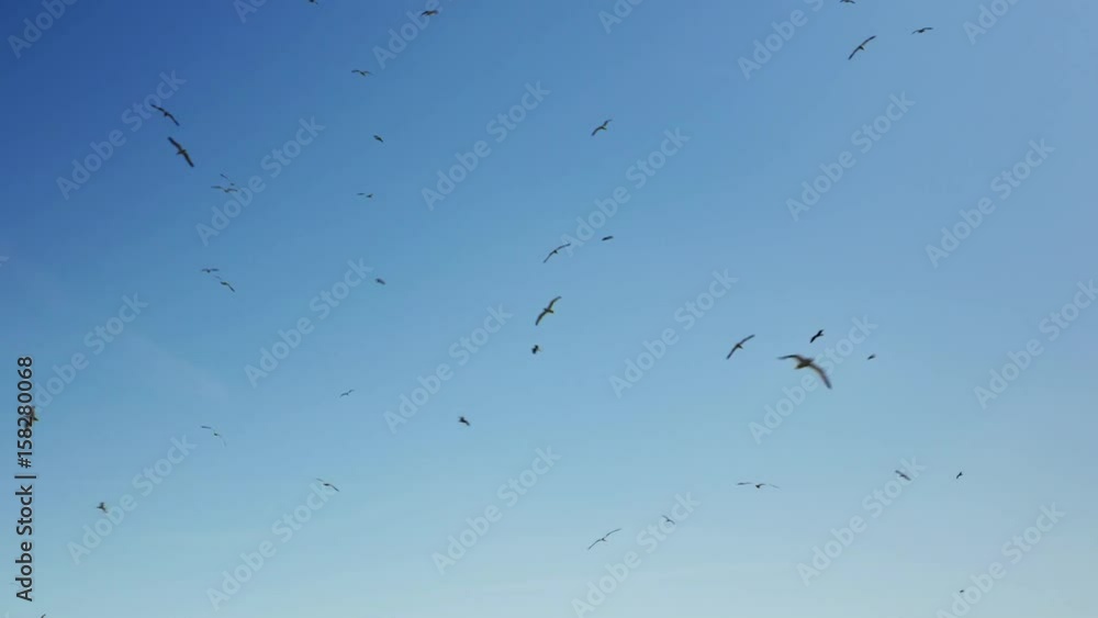Flying birds with a blue sky background. Flying birds with a blue sky background.