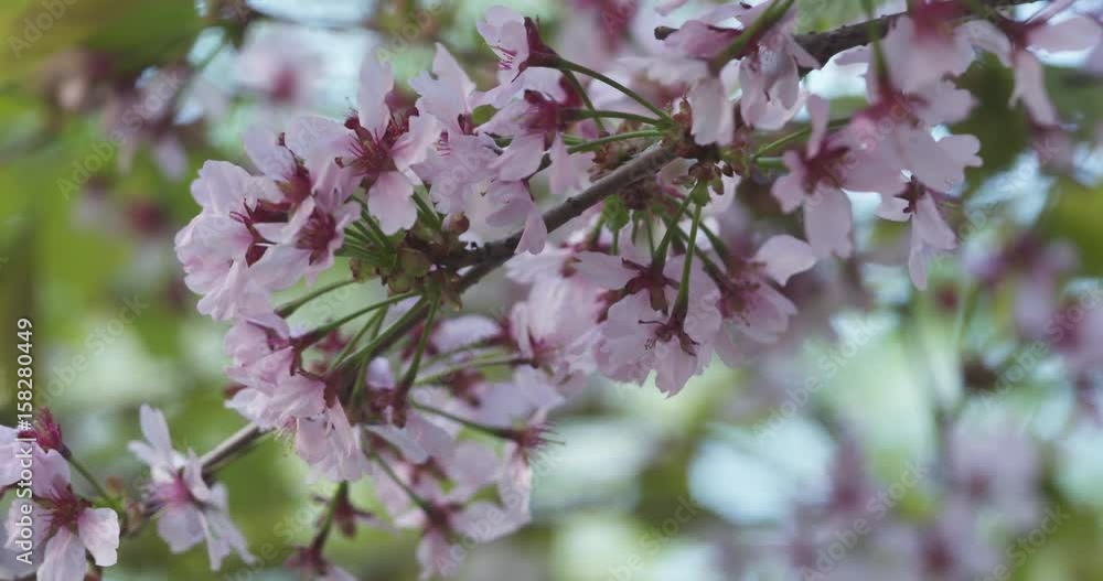 focus pull shot of prunus incisa sakura in bloom in sunny spring day, 4k 60fps prores footage focus pull shot of prunus incisa sakura in bloom in sunny spring day, 4k 60fps prores footage
