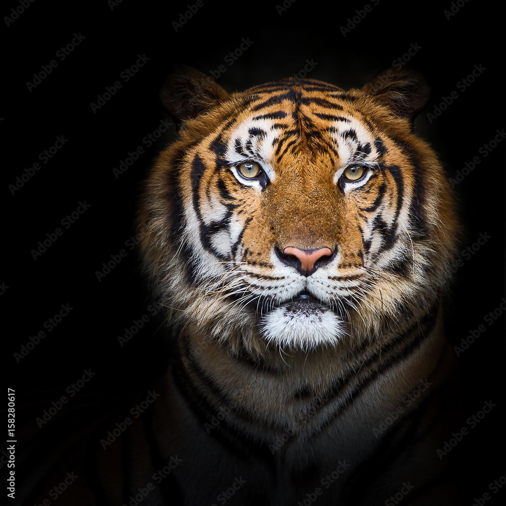 Fototapeta premium Tygrysy.