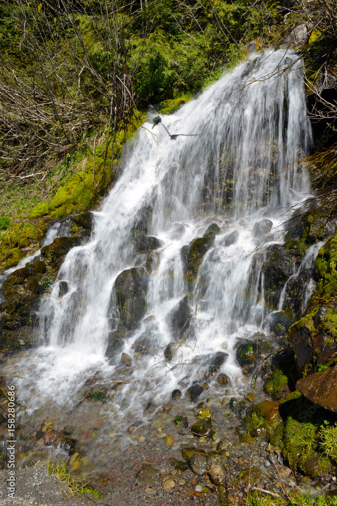 Fototapeta premium Cascading waterfall in coniferous forest, near Portland Oregon, environmental areas which are threatened by increasing development and pollution