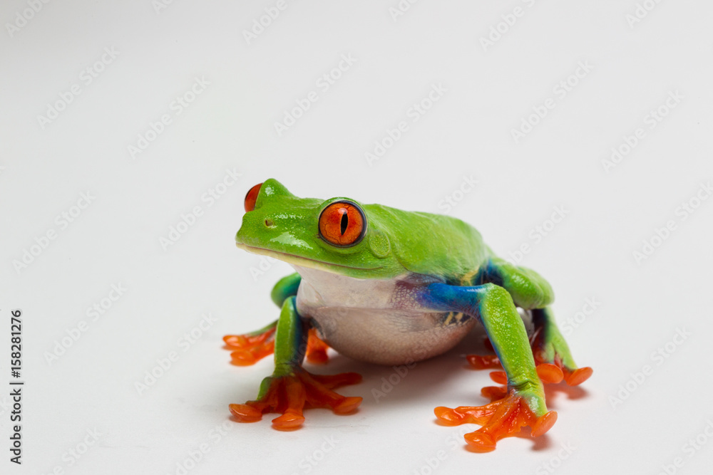 Obraz premium grenuille 2