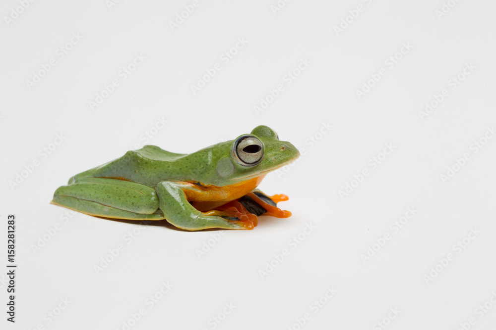 Fototapeta premium grenouille 3