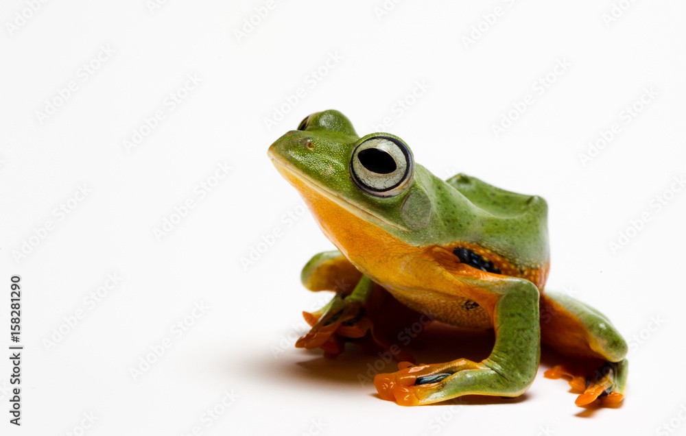 Obraz premium Grenouille