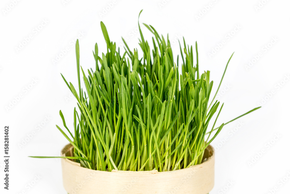 Fresh green grass Fresh green grass