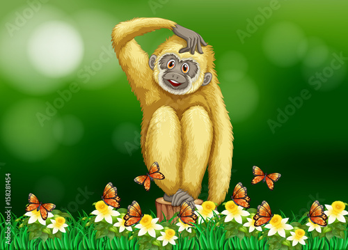 White gibbon sitting on grass