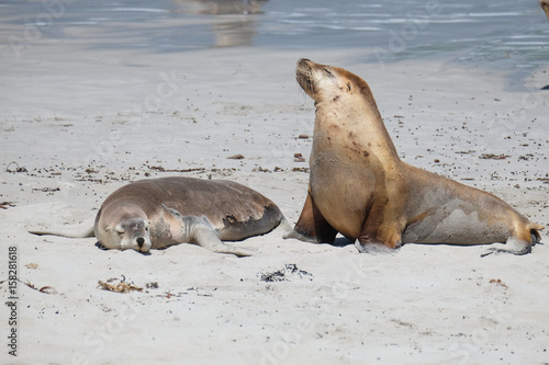 Sea lions on the beach at kangaroo island © armandele