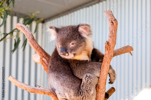 Wall Mural Australian koala between the branches of an eucalyptus tree
