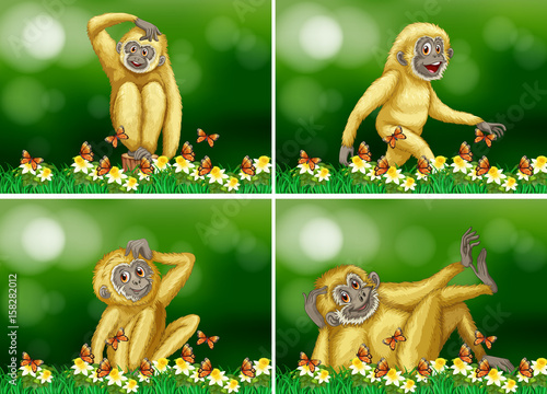 Cute gibbon in four scenes