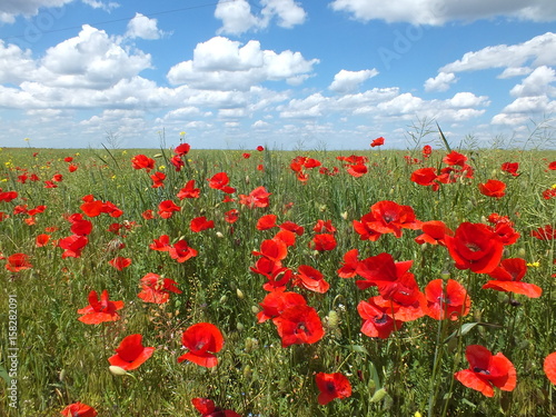 Red poppie field under blue sky