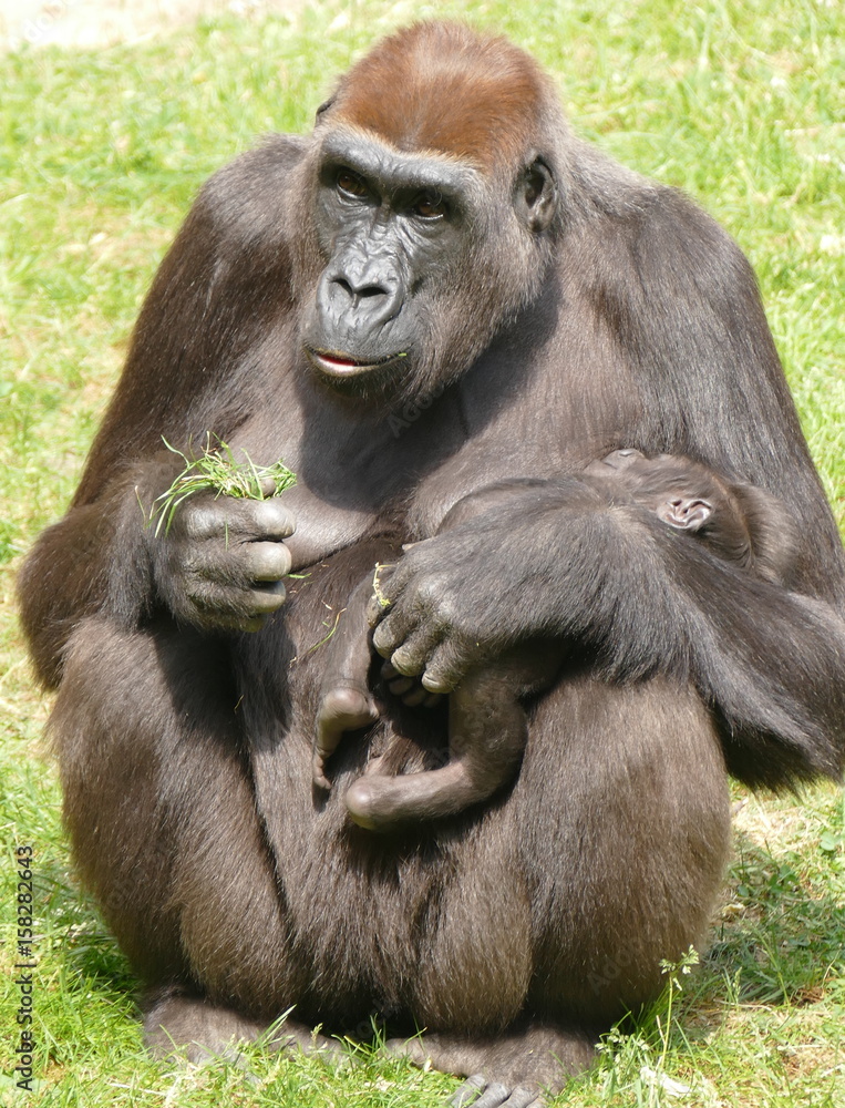 Fototapeta premium Mutter Gorilla mit Neugeborenem