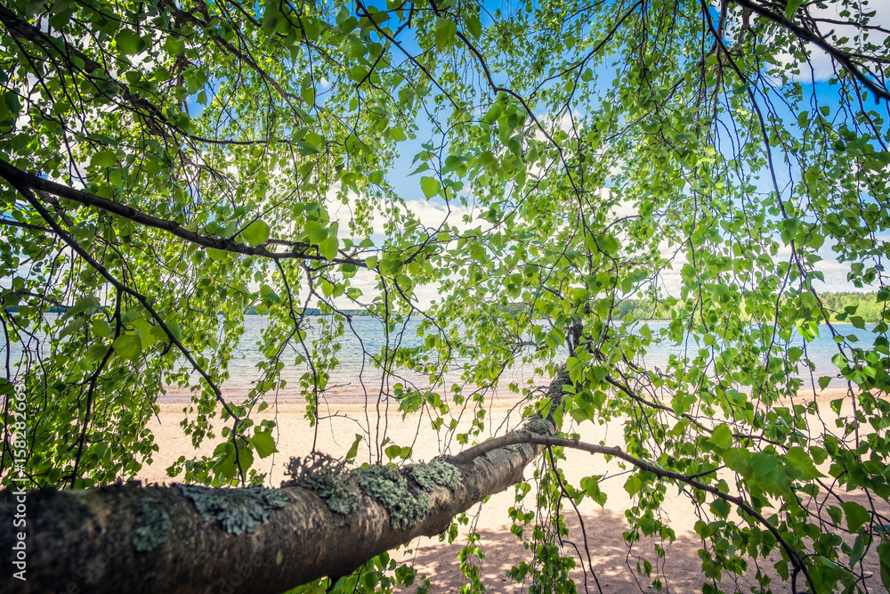 Fototapeta premium Birch tree with green leaf and beach landscape at bright summer day in Finland