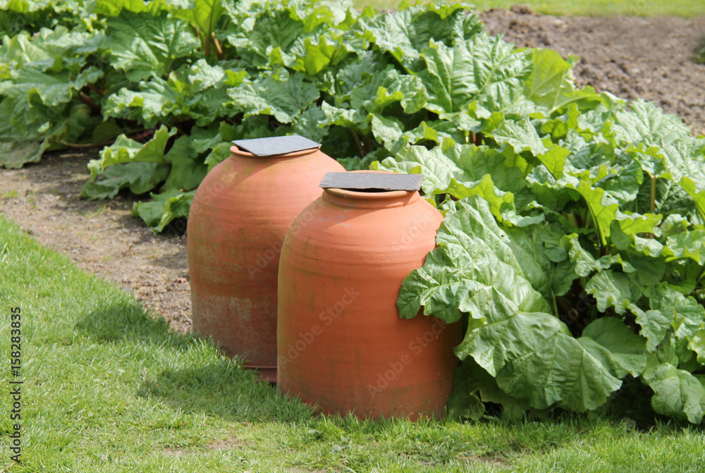 Growing Rhubarb in a Garden and Under Forcing Pots. Growing Rhubarb in a Garden and Under Forcing Pots.