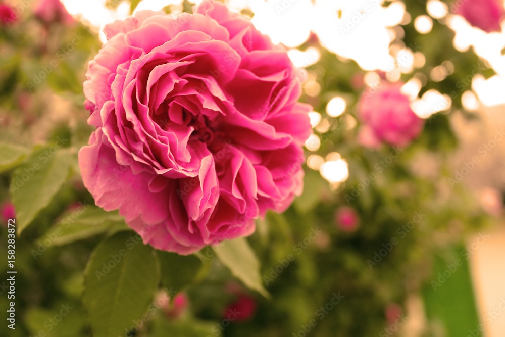 Obraz premium Pink rose in the sunlights. Vintage style
