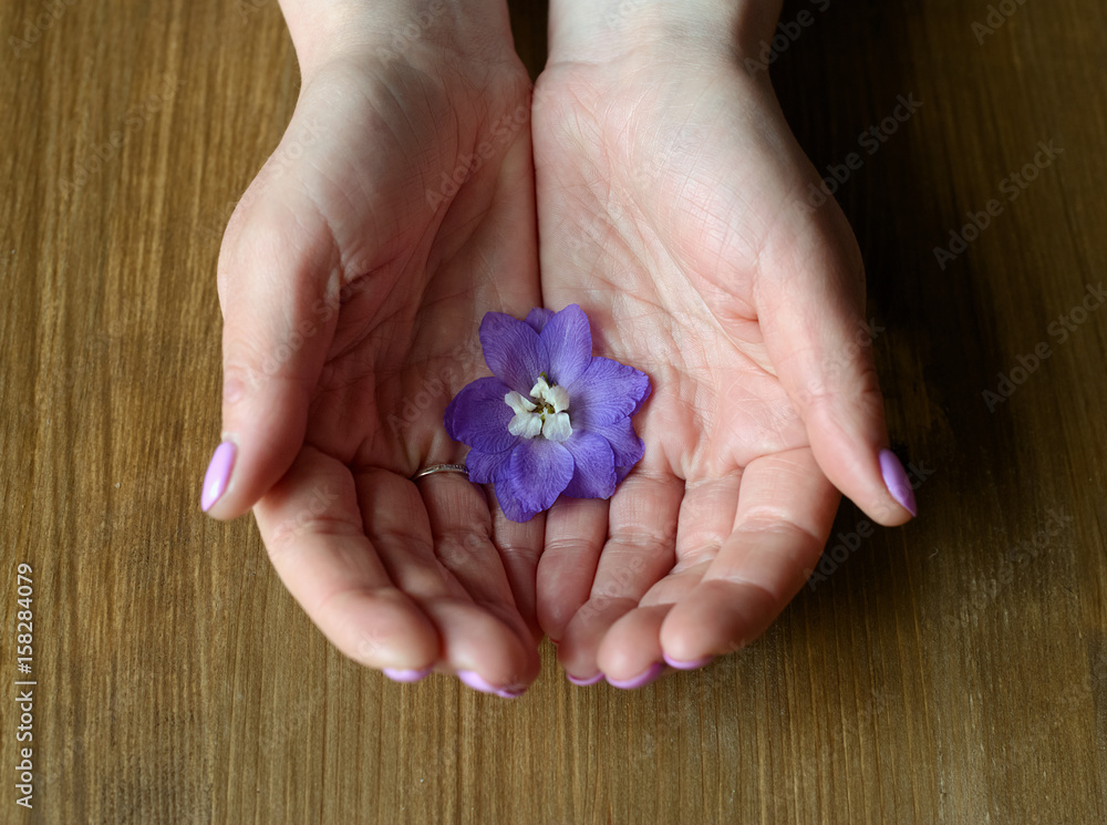 violet flower in hands violet flower in hands