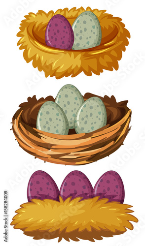Different types of nests and eggs