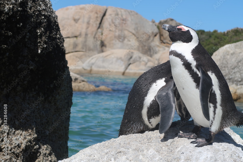 Fototapeta premium Südafrikanische Pinguine