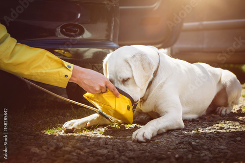 Junger labrador retriever hund welpe trinkt etwas wasser aus einem napf auf einem parkplatz  photo