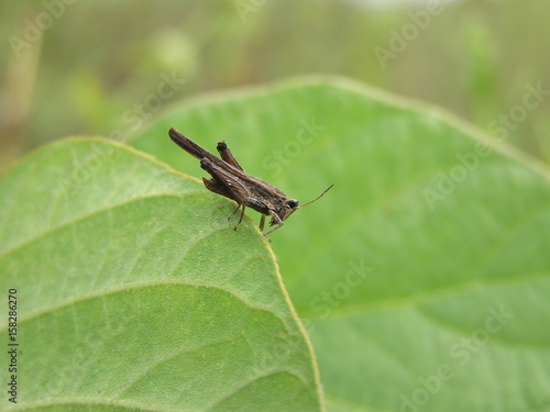 grasshopper 5