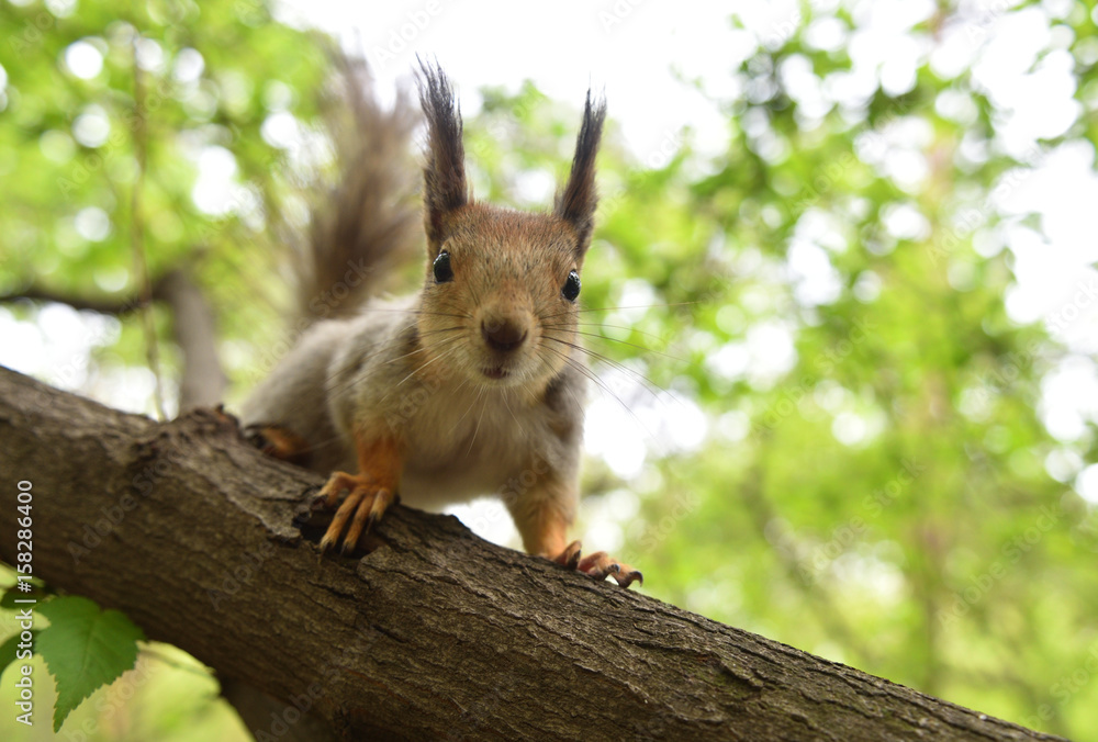 Reddish-brown furry squirrel feeding. Tree squirrel eating nuts. Small rodent with its food. Slight motion blur. Reddish-brown furry squirrel feeding. Tree squirrel eating nuts. Small rodent with its food. Slight motion blur.