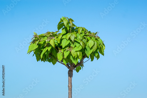 Catalpa. Ornamental trees in the park.