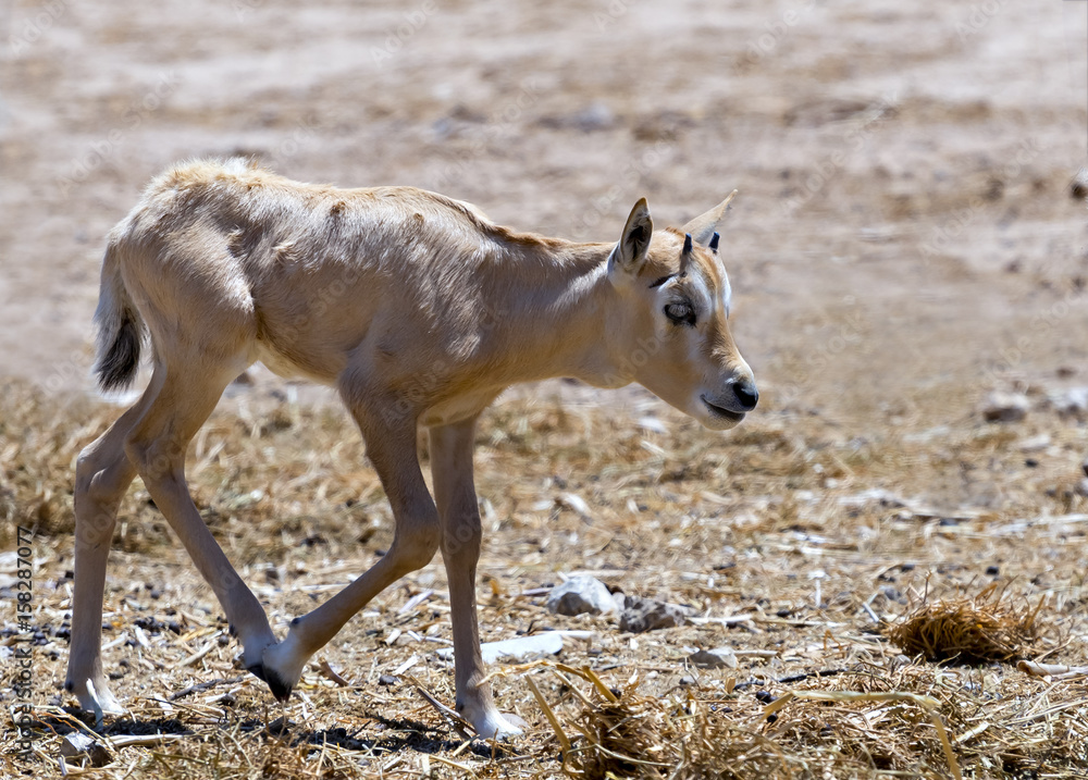 Baby of antelope Arabian white oryx (Oryx dammah) inhabits the Israeli nature reserve, this species is in danger of extinction in its native environment of Sahara desert Baby of antelope Arabian white oryx (Oryx dammah) inhabits the Israeli nature reserve, this species is in danger of extinction in its native environment of Sahara desert