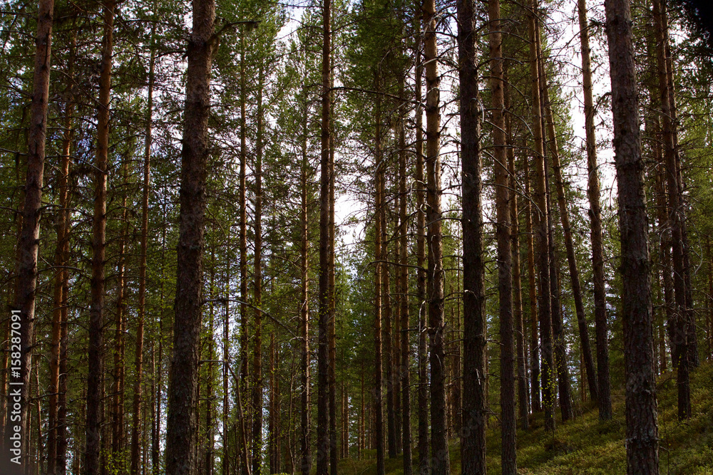 La Forêt sauvage de Lycksele