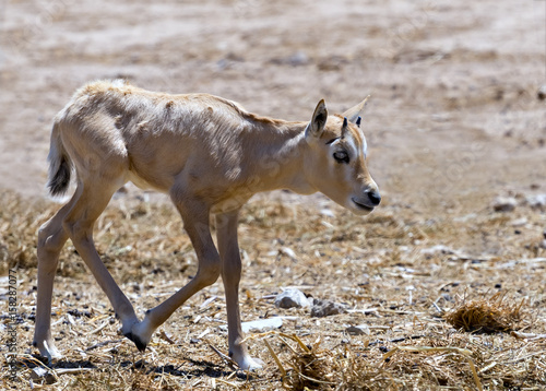 Baby of antelope Arabian white oryx  Oryx dammah  inhabits the Israeli nature reserve  this species is in danger of extinction in its native environment of Sahara desert