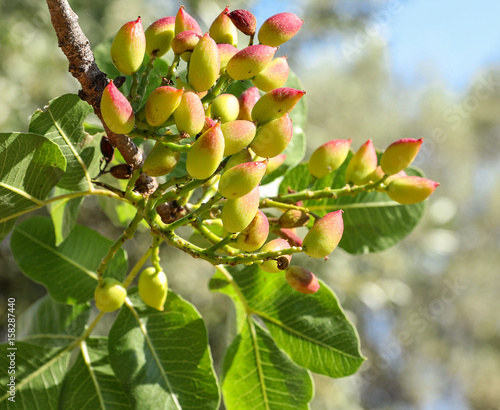 Growing pistachios on the branch of pistachio tree.