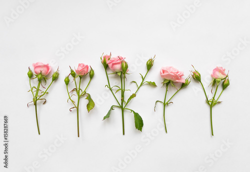 Canvastavla Decorative pattern with pink roses, leaves and buds on white background
